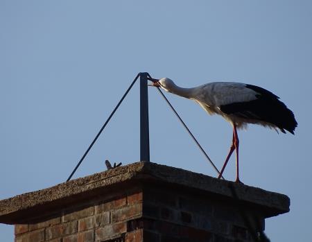 Povratek preddvorskih štorkelj (8)